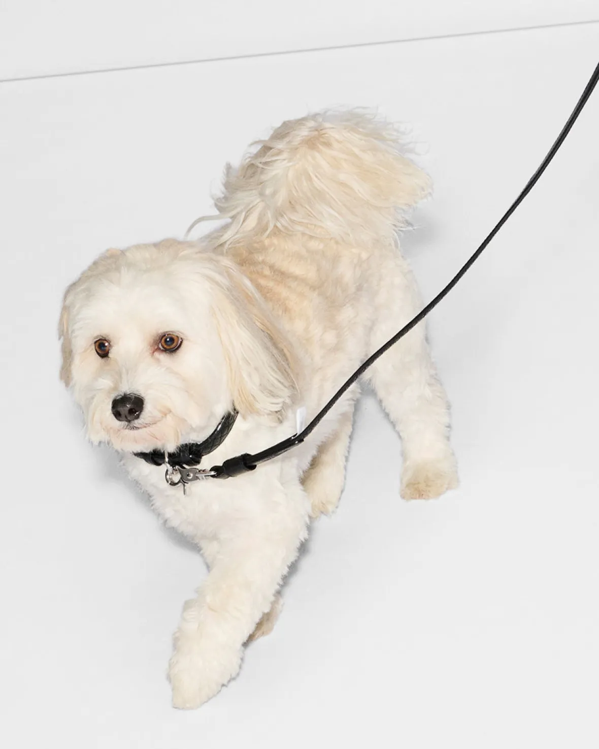 Accessories<MZ Wallace Small MZW Dog Collar BlackLeather